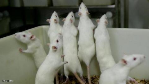 فئران "عبقرية" تعطي أملا لمرضى الزهايمر