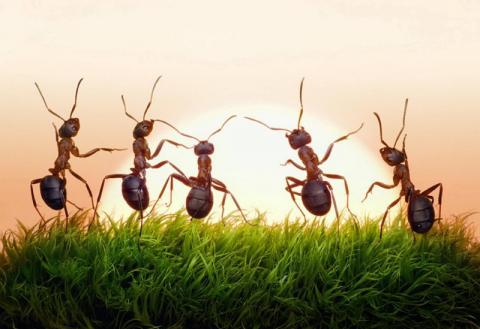 دراسة: النمل يعشق الوجبات السريعة! 