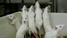 فئران "عبقرية" تعطي أملا لمرضى الزهايمر