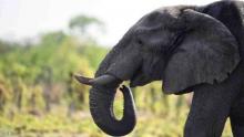 نفوق عشرات الفيلة بسم السيانيد في زيمبابوي