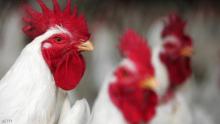 حبوب منع الحمل لتسمين الدجاج في الجزائر