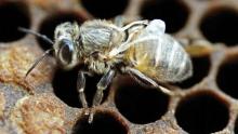 تفشي فيروس قاتل يهدد النحل "من صنع الإنسان بشكل كبير"