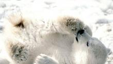 الاحتباس الحراري يهدد الدببة القطبية بالنفوق جوعاً